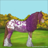 Horse Color:Chestnut Tobiano Appaloosa 