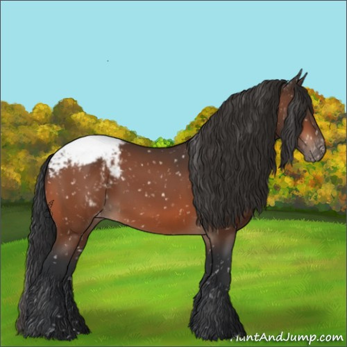 Horse Color:Bay Appaloosa 