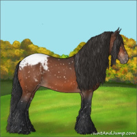 Horse Color:Bay Appaloosa 