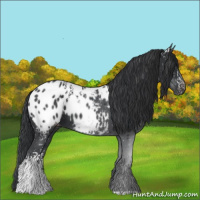 Horse Color:White Spotted Black Appaloosa