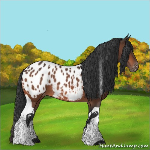 Horse Color:Bay Tobiano Blanket 