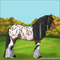 Horse Color:Bay Tobiano Blanket