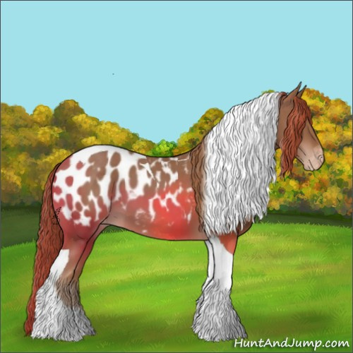 Horse Color:Chestnut Tobiano Appaloosa 