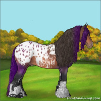 Horse Color:Bay Tobiano Appaloosa 