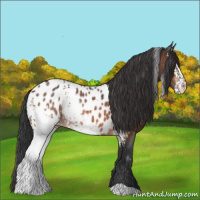Horse Color:White Spotted Bay Appaloosa
