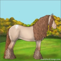 Horse Color:Gold Champagne Dun Appaloosa 