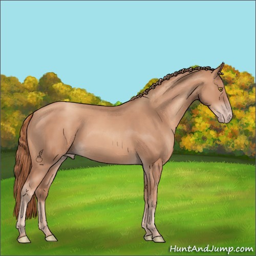 Horse Color:Gold Champagne 