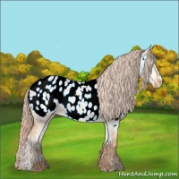 Horse Color:Gold Champagne Ice Dun Sabino Near Leopard 