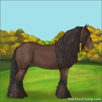 Horse Color:Bay Appaloosa Rabicano