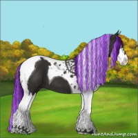 Horse Color:Painted Liver Chestnut Splash Tobiano 