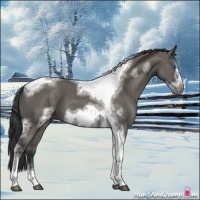 Horse Color:Grullo Sabino Tobiano Frame 