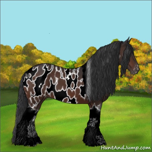 Horse Color:Bay Sabino Tobiano Appaloosa 