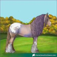 Horse Color:Liver Chestnut Pearl Sabino Tobiano Snowcap