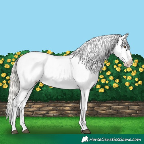 Horse Color:Silver Buckskin Roan Dun Appaloosa 