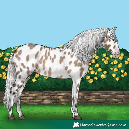 Horse Color:Silver Brown Roan Dun Appaloosa 