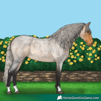 Horse Color:Silver Buckskin Roan 