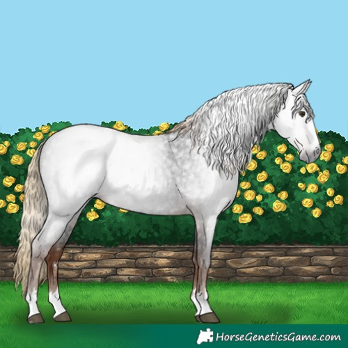 Horse Color:Gray Liver Red Roan