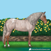Horse Color:Red Roan Appaloosa 