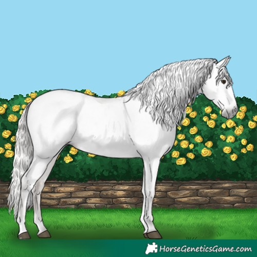 Horse Color:Gray Silver Bay Roan Dun Appaloosa 