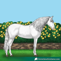 Horse Color:Silver Bay Roan Appaloosa