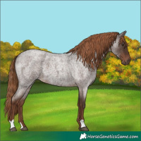 Horse Color:Liver Red Roan