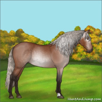 Horse Color:Gray Silver Brown Roan 