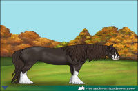 Horse Color:Liver Chestnut Sabino 