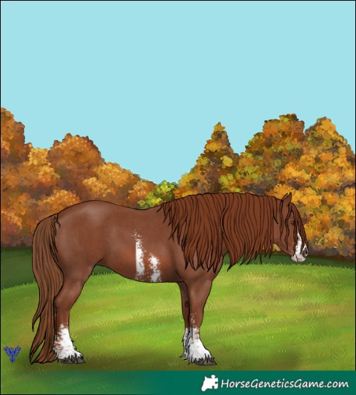 Horse Color:Chestnut Sabino 