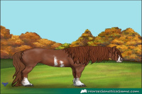 Horse Color:Chestnut Sabino