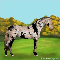 Horse Color:Void White Spotted Red Dun Ice Appaloosa 