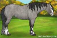 Horse Color:Grullo Roan Sabino Splash  and Grullo Roan Sabino Splash 