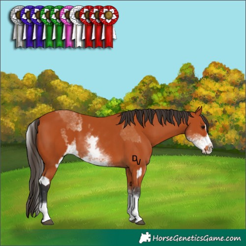 Horse Color:White Spotted Bay Splash  and White Spotted Bay Splash 