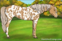 Horse Color:Palomino Near Leopard  and Palomino Near Leopard 