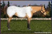 Horse Color:Buckskin Appaloosa 