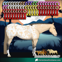 Horse Color:Buckskin Appaloosa
