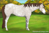 Horse Color:Classic Champagne Ice Roan Dun Sabino Appaloosa 