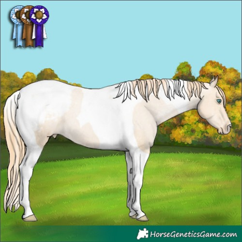 Horse Color:Smoky Black Pearl Tobiano Appaloosa 