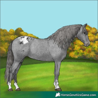 Horse Color:Black Appaloosa Rabicano 