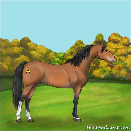 Horse Color:Bay Tobiano