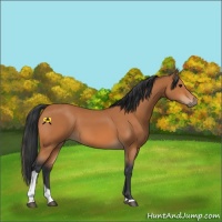 Horse Color:Bay Tobiano 
