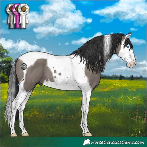 Horse Color:Grullo Splash Tobiano 