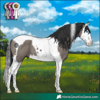 Horse Color:Grullo Splash Tobiano 