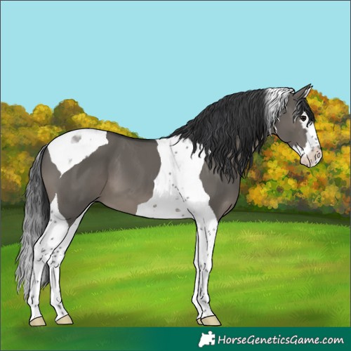 Horse Color:Grullo Splash Tobiano 