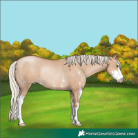 Horse Color:Silver Grullo Pearl Sabino Rabicano 