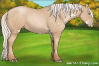 Horse Color:White Spotted Silver Buckskin Pearl 