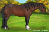 Horse Color:Brown 