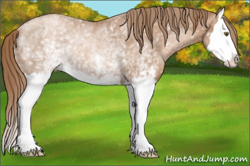 Horse Color:White Spotted Liver Chestnut Pearl Splash Rabicano 