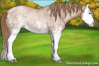 Horse Color:White Spotted Liver Chestnut Pearl Splash Rabicano 