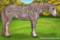 Horse Color:Liver Chestnut Ice 
