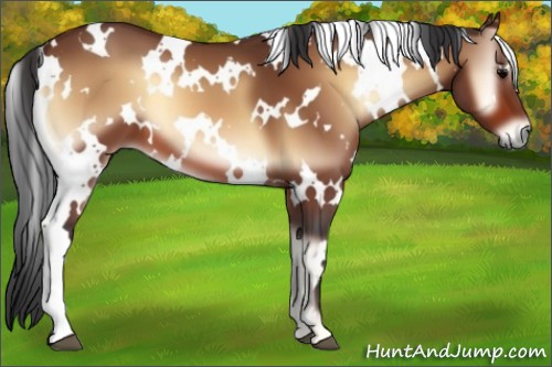 Horse Color:White Spotted Bay Onyx